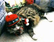 Bud the Cat